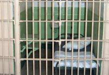 Detenuto strangola compagno di cella