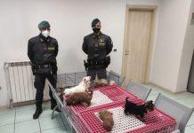 Viaggiava in auto con 39 cuccioli di cani rinchiusi in gabbie per polli