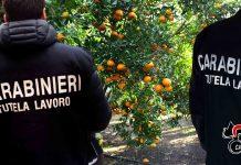 Sfruttamento braccianti nella Piana di Gioia Tauro – 4 arresti