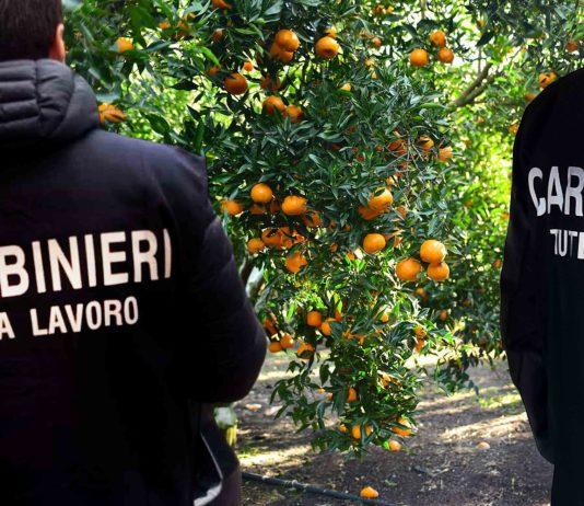 Sfruttamento braccianti nella Piana di Gioia Tauro – 4 arresti