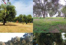 Rosarno – l’impegno di RoPAM, Rosarnesi per il Parco archeologico Antica Medma