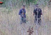 Piantagioni di marijuana su terreno demaniale – 6 arresti