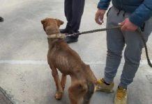 Cane ridotto a scheletro salvato da volontari Oipa – denunciato il padrone