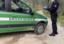 Centinaia di esemplari protetti nel freezer – denunciato 70enne