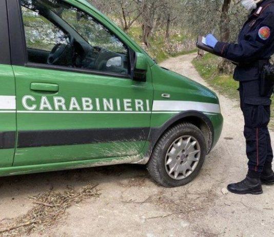 Centinaia di esemplari protetti nel freezer – denunciato 70enne