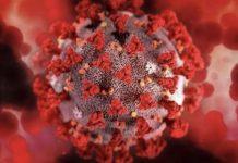 COVID – Isolata in Calabria nuova variante Omicron Xj