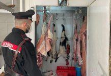 Macellazione clandestina di animali – Sequestrati 143 kg di carne