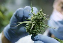 Sicilia – cannabis terapeutica da utilizzare in medicina