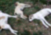 Avvelenamento cani: Calabria maglia nera