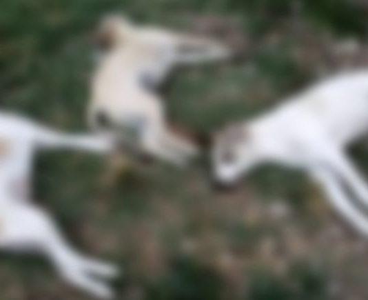 Avvelenamento cani: Calabria maglia nera