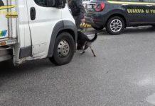 Fermato in auto imbarcaderi Messina con 32 kg di marijuana