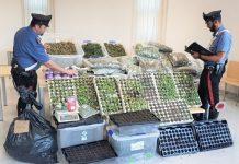 Trovati 60 kg di marijuana in due casolari: arrestato 58enne