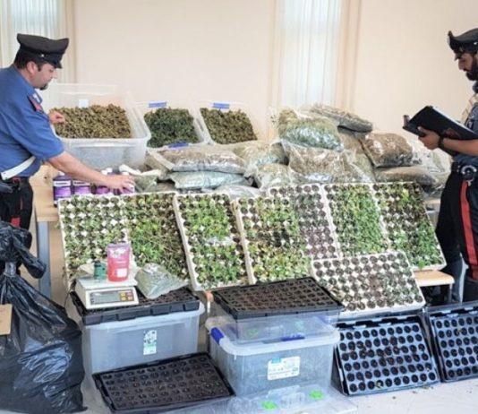 Trovati 60 kg di marijuana in due casolari: arrestato 58enne