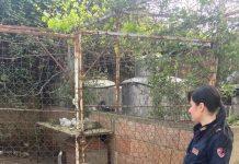 Maltrattamenti su animali – denunce