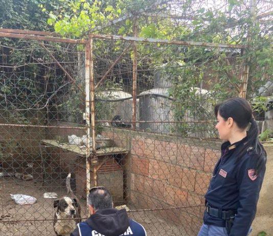 Maltrattamenti su animali – denunce