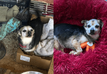 Cagnolina da 10 anni chiusa in gabbia – i proprietari: “Aspettiamo che muoia” – sanzionati