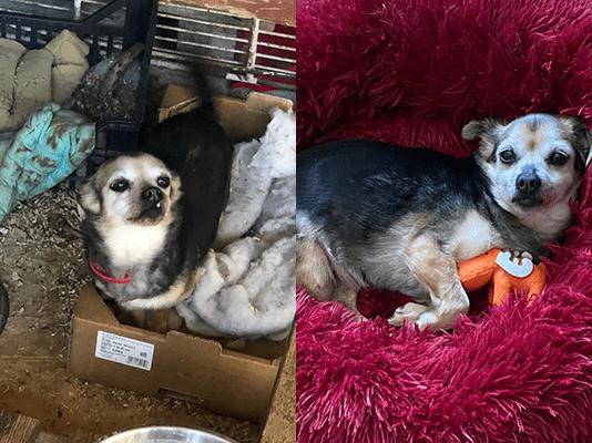 Cagnolina da 10 anni chiusa in gabbia – i proprietari: “Aspettiamo che muoia” – sanzionati