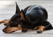 Calabria – cagnolino ucciso a colpi d’arma da fuoco