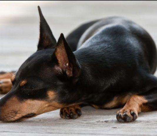 Calabria – cagnolino ucciso a colpi d’arma da fuoco