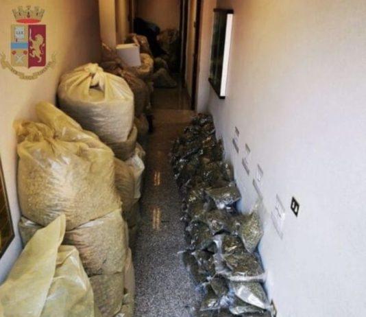Nascondeva in casa oltre mezza tonnellata di marijuana – arrestato