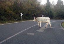 San Calogero – allevatore muore schiacciato da mucca