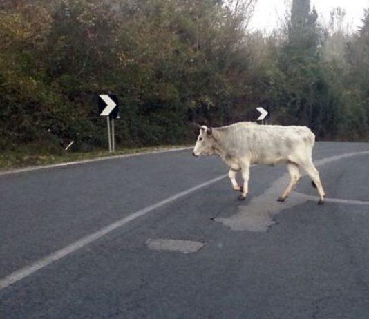 San Calogero – allevatore muore schiacciato da mucca