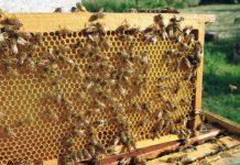 Rubano arnie ed alveari con api – due denunce