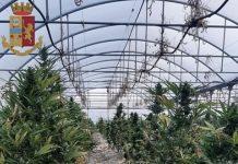 Sequestrata piantagione marijuana dentro serra in azienda – arrestato titolare