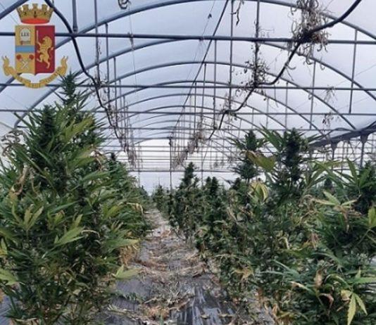 Sequestrata piantagione marijuana dentro serra in azienda – arrestato titolare