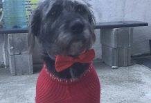 Calabria – uccise brutalmente il cane Lillo: condannato a 2 anni e 6 mesi di reclusione