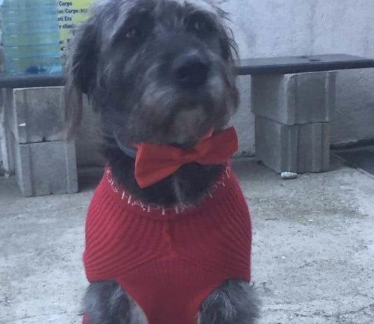 Calabria – uccise brutalmente il cane Lillo: condannato a 2 anni e 6 mesi di reclusione