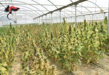Sorpresi in capannone con cannabis – arrestate 4 persone