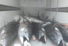 Sequestrati 20 quintali di tonno privo di tracciabilitá