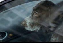 Reggio Calabria – lascia cane in auto sotto sole: denunciata
