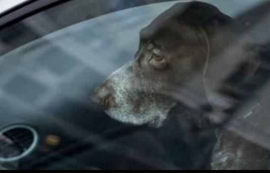 Reggio Calabria – lascia cane in auto sotto sole: denunciata