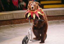 Stop agli spettacoli circensi con animali e divieto dei cani legati alla catena