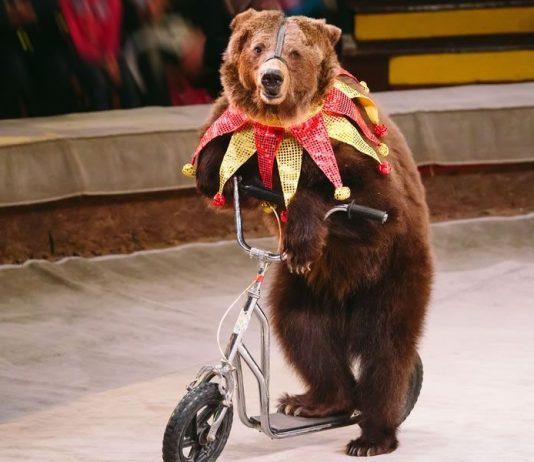 Stop agli spettacoli circensi con animali e divieto dei cani legati alla catena