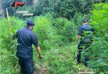 Sorpresi a coltivare piantagione di marijuana, arrestati