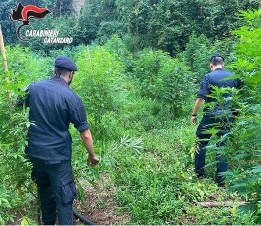 Sorpresi a coltivare piantagione di marijuana, arrestati