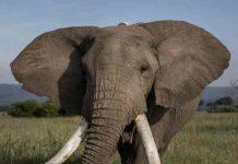 Calabria – domatrice aggredita da elefante