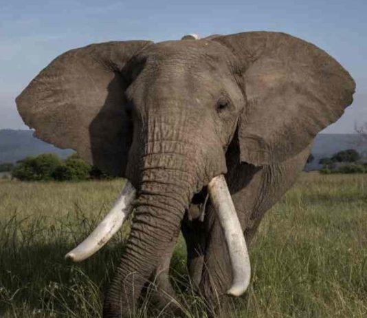 Calabria – domatrice aggredita da elefante