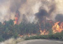 Calabria – vasto incendio minaccia canile: oltre 200 animali messi in salvo