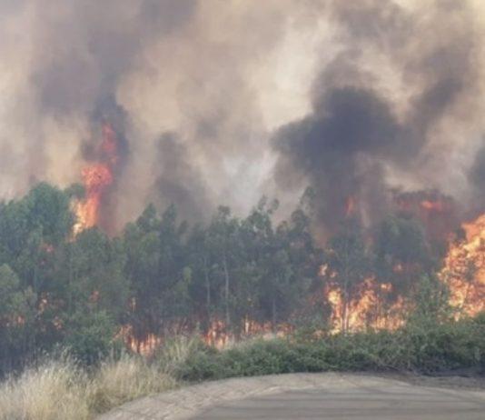 Calabria – vasto incendio minaccia canile: oltre 200 animali messi in salvo