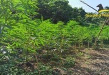 Calabria – scoperta e sequestrata piantagione di marijuana