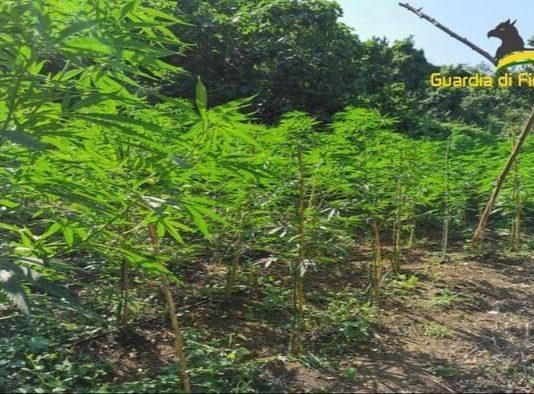 Calabria – scoperta e sequestrata piantagione di marijuana