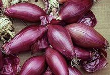 Saccomanno (Lega): “La Ndrangheta cerca di occupare territori dove si produce cipolla rossa di Tropea”