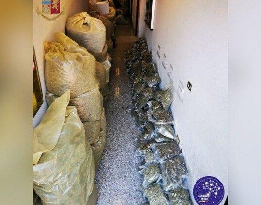 Coltivava marijuana per uso industriale – annullato arresto