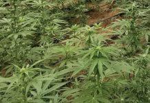 Scoperte e sequestrate due piantagioni di marijuana