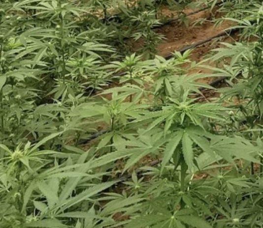Scoperte e sequestrate due piantagioni di marijuana