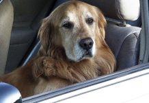 Lasciare al caldo un animale in auto è reato. Cosa fare per salvarlo? Si può rompere finestrino?